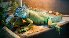 Očekivanje života iguana u prirodi i kod kuće